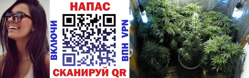 Конопля сатива  Апшеронск 